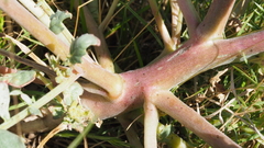 Chylismia claviformis aurantiaca