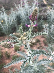 Astragalus brauntonii