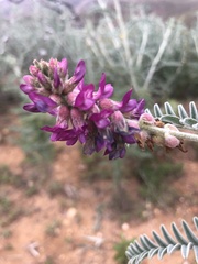 Astragalus brauntonii