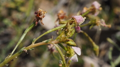 Chylismia claviformis aurantiaca