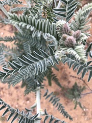 Astragalus brauntonii