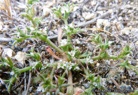 Chorizanthe parryi