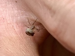 Araneus miniatus