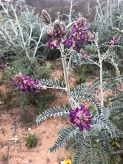Astragalus brauntonii