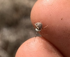 Araneus miniatus