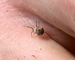 Araneus miniatus