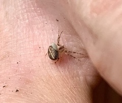 Araneus miniatus