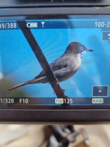 Avistamiento Curruca cabecinegra