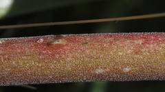 Chylismia claviformis aurantiaca