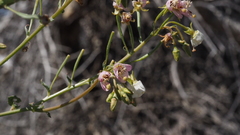 Chylismia claviformis aurantiaca