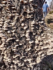 Trichaptum abietinum