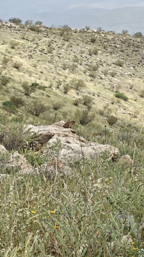 Rock Hyrax