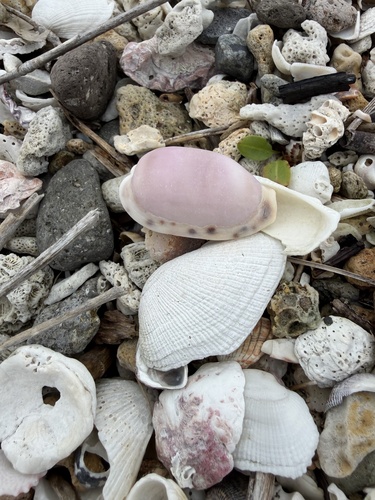 Thick-edged Cowrie