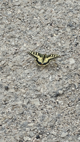 Old World Swallowtail