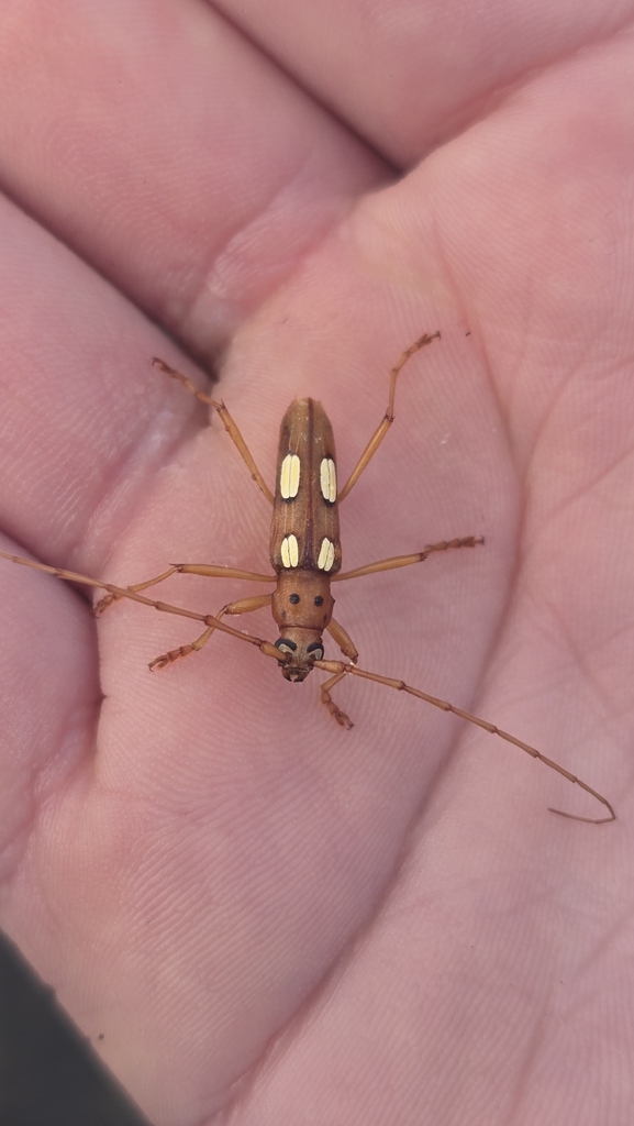 Eburia quadrimaculata