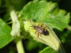Closterotomus biclavatus