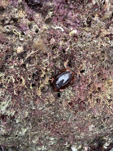 Slug-like Cowrie