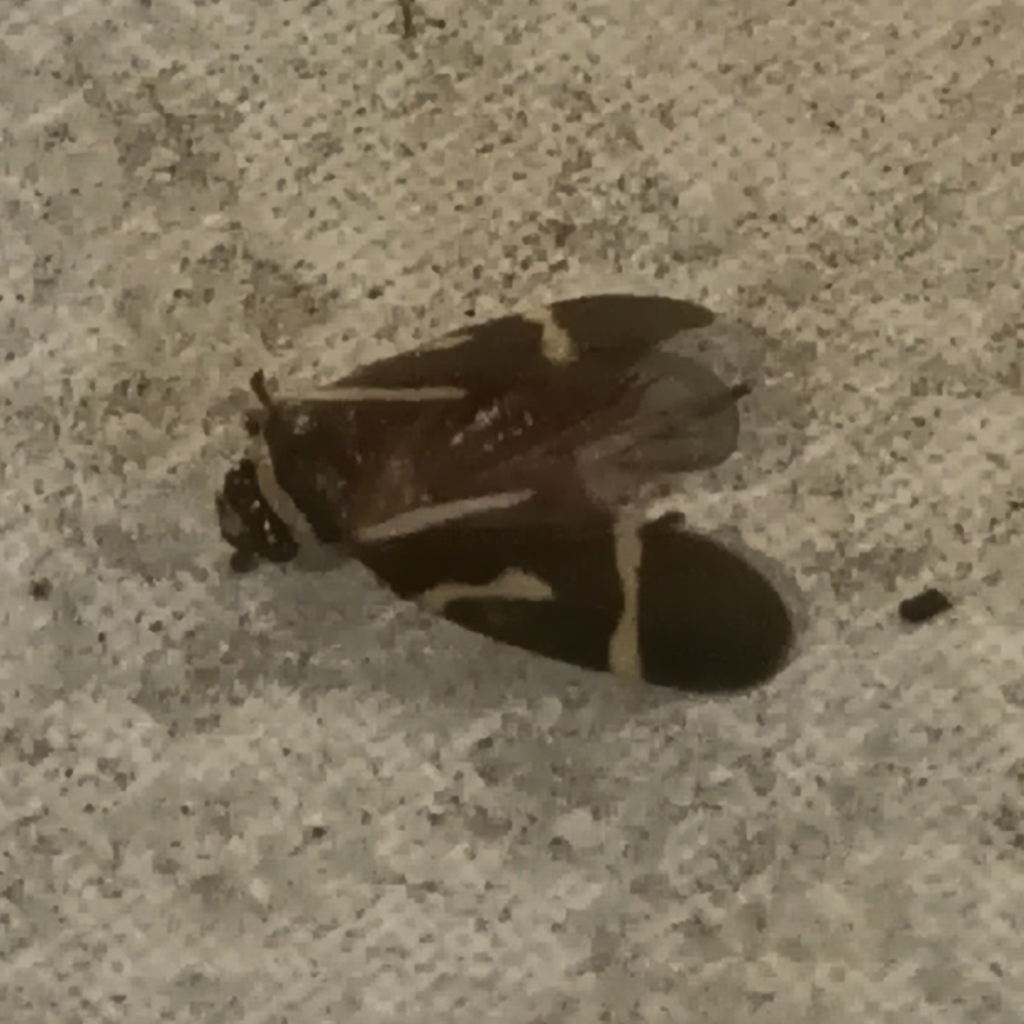 Maxantonia diversa