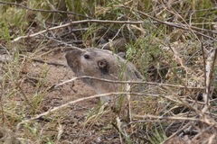 Thomomys umbrinus
