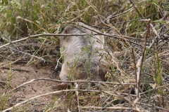 Thomomys umbrinus