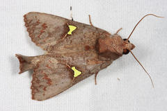 Notoplusia flavodiscata