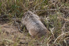 Thomomys umbrinus