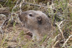 Thomomys umbrinus