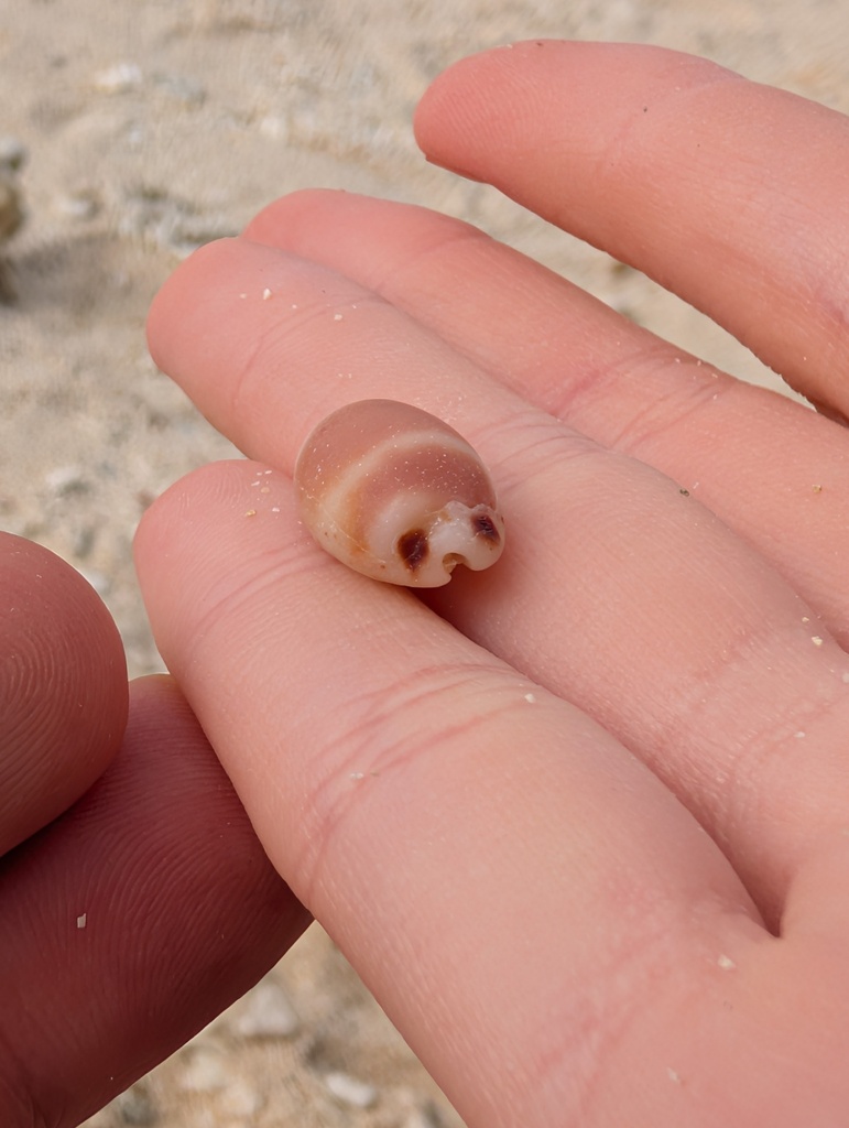 Cowrie