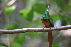 Galbula ruficauda