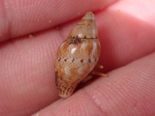 Rhombinella laevigata observed 2026-04-18