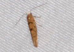 Argyresthia alternatella