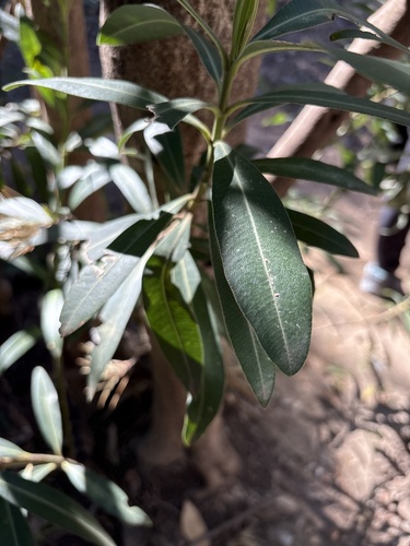 oleander