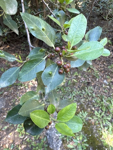 Mediterranean buckthorn