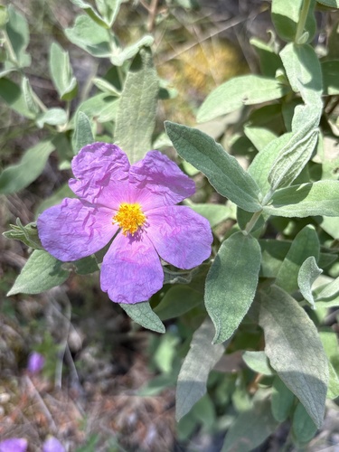 Grey-leaved Cistus