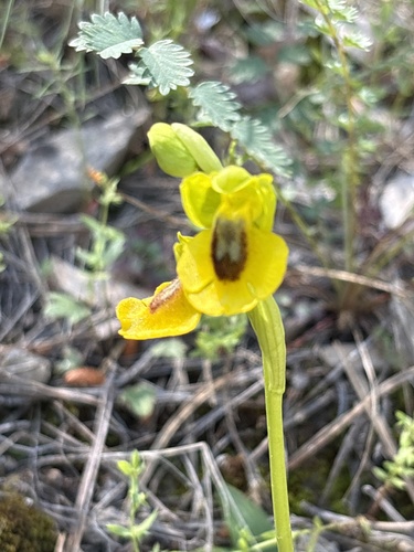 Yellow Bee-orchid