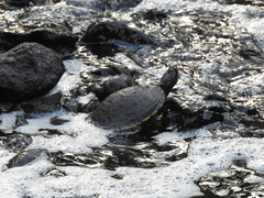 Trachemys venusta