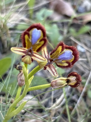 Mirror orchid