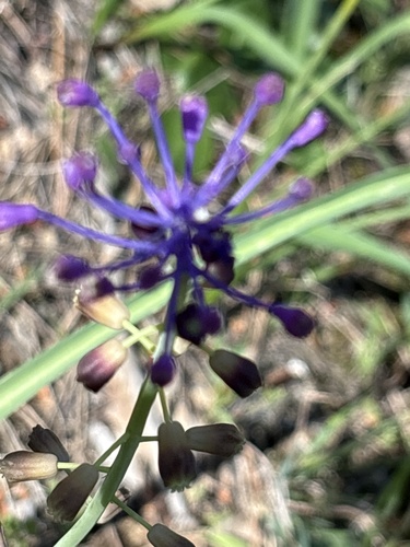 Tassel Hyacinth
