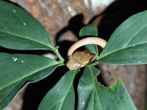 Northern Cat-eyed Snake
