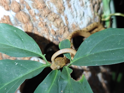 Northern Cat-eyed Snake