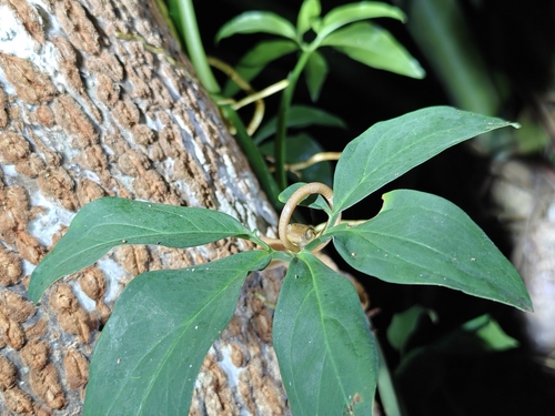 Northern Cat-eyed Snake