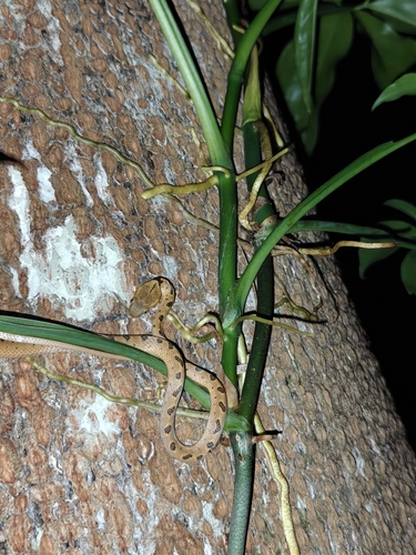 Northern Cat-eyed Snake