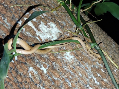 Northern Cat-eyed Snake