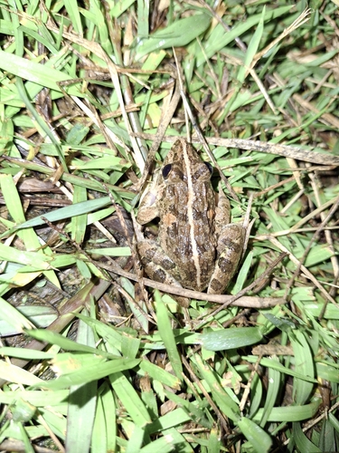 Fejervarya limnocharis