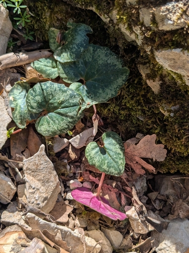 Cyclamen balearicum, photograph 1