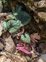 (c) Julien Renoult, some rights reserved (CC BY) Cyclamen balearicum, photograph (c) Julien Renoult, some rights reserved (CC BY)