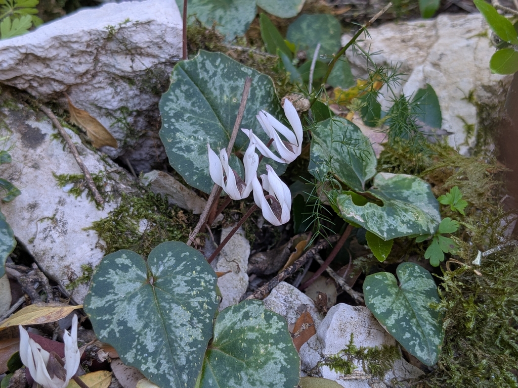Cyclamen balearicum; photograph (c) Julien Renoult, some rights reserved (CC BY)