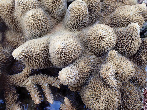 Acropora robusta observed 2026-04-19
