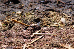 Celastrina echo gozora