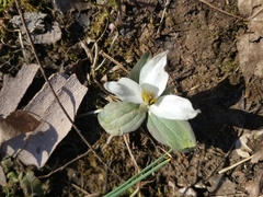 Trillium nivale